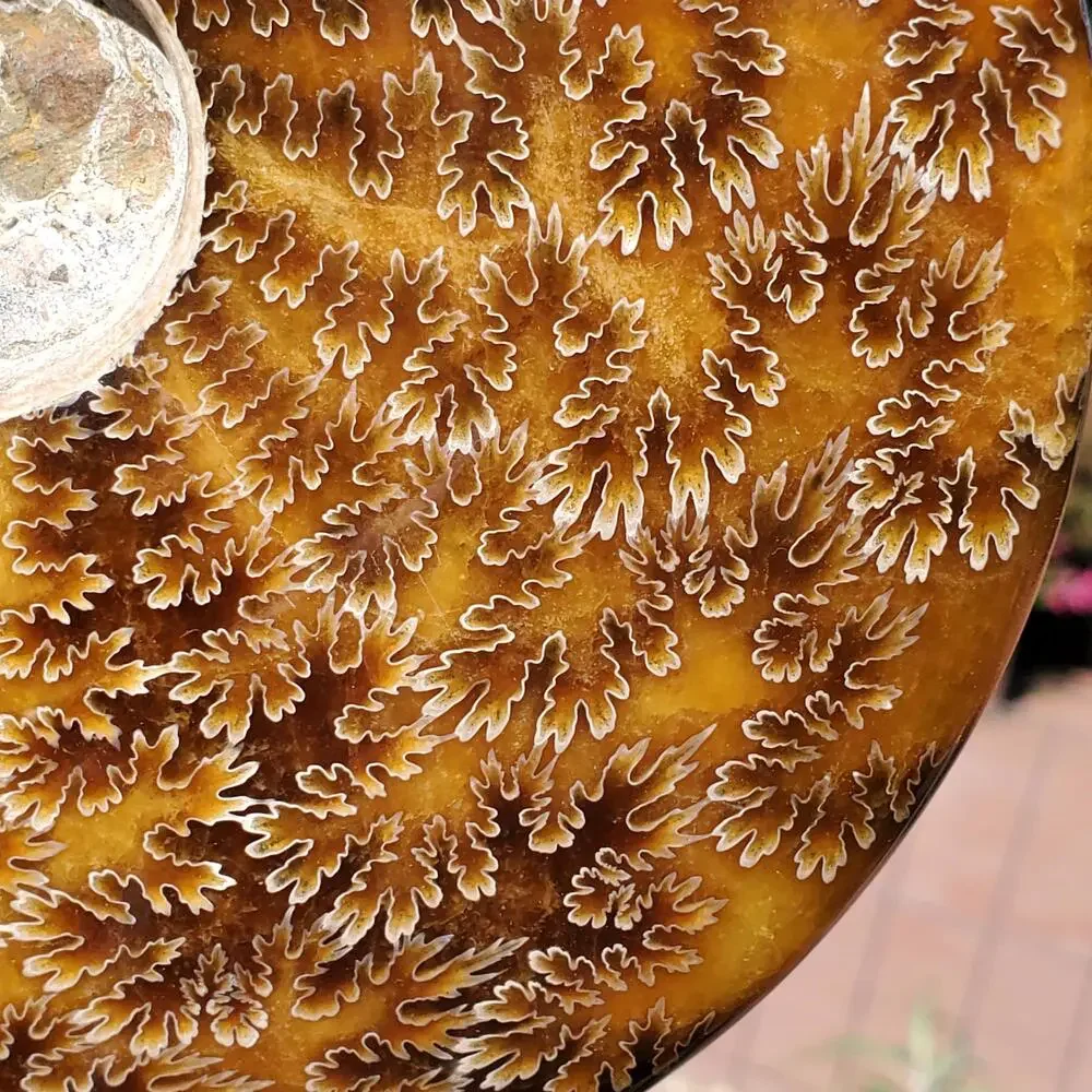 Large Cleoniceras Ammonite Masterfully Polished Fossil 1070 grams